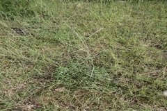 Arundinella setosa var. setosa